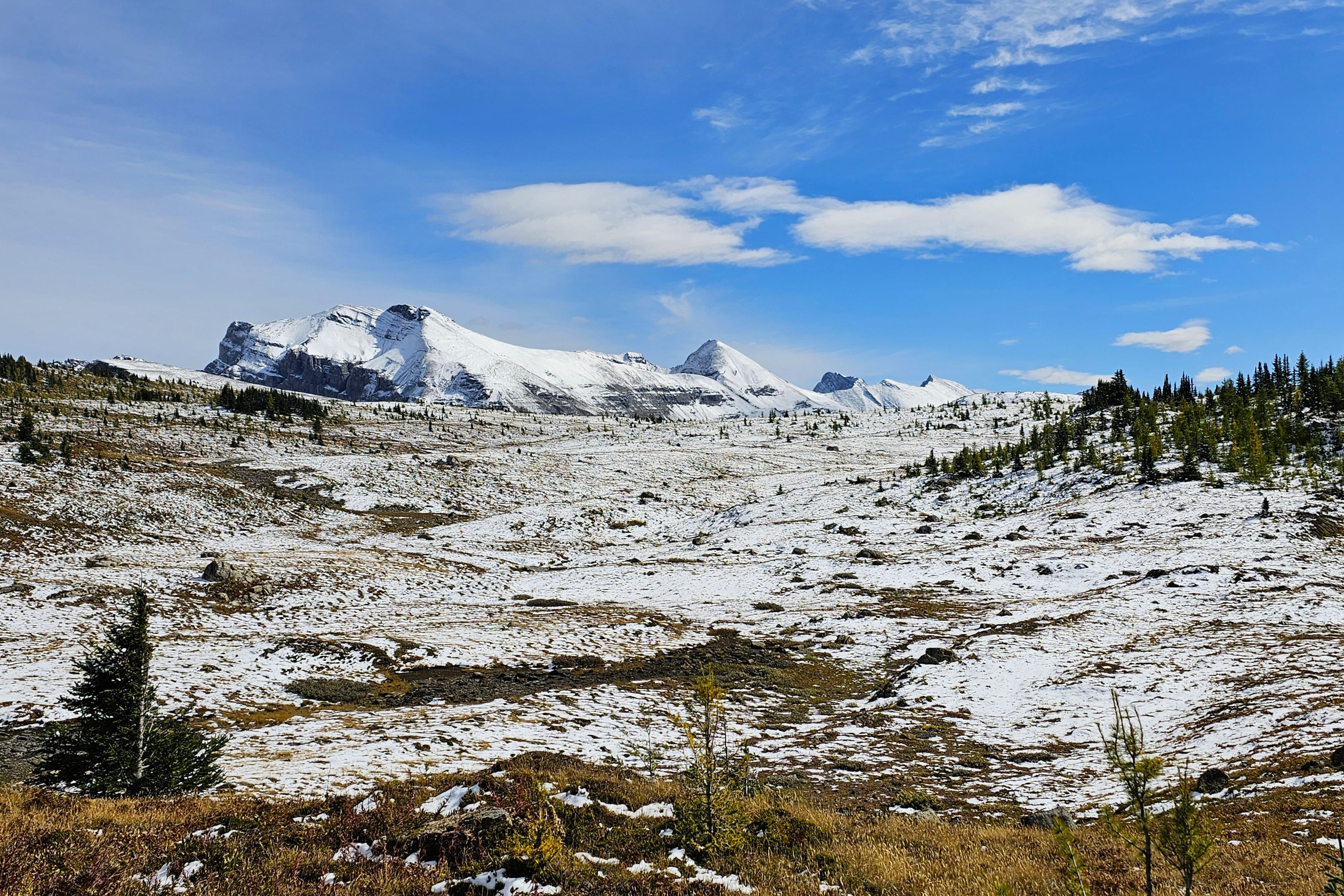 Sunshine Meadows